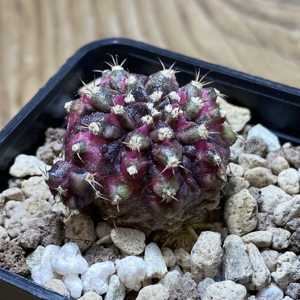 SH22499 Gymnocalycium mihanovichii ‘T-Lux' - Obrázek 2