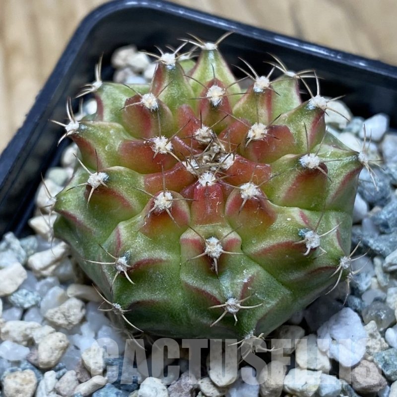 SH22500 Gymnocalycium mihanovichii ‘Neon’ hybrid