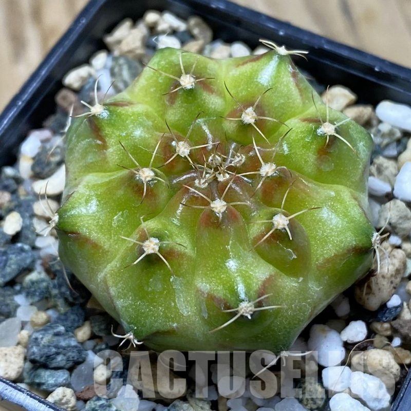 SH22501 Gymnocalycium mihanovichii ‘Neon’ hybrid