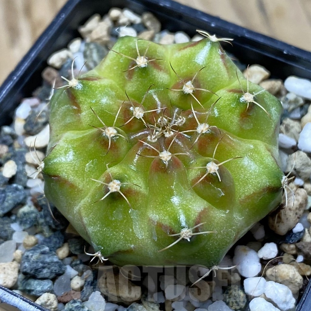 SH22501 Gymnocalycium mihanovichii ‘Neon’ hybrid