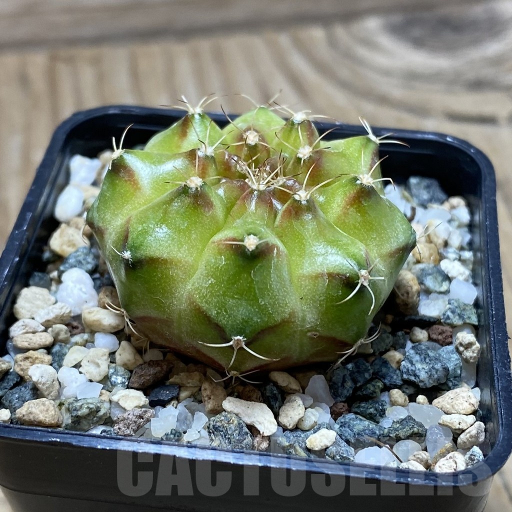 SH22501 Gymnocalycium mihanovichii ‘Neon’ hybrid - Obrázek 2