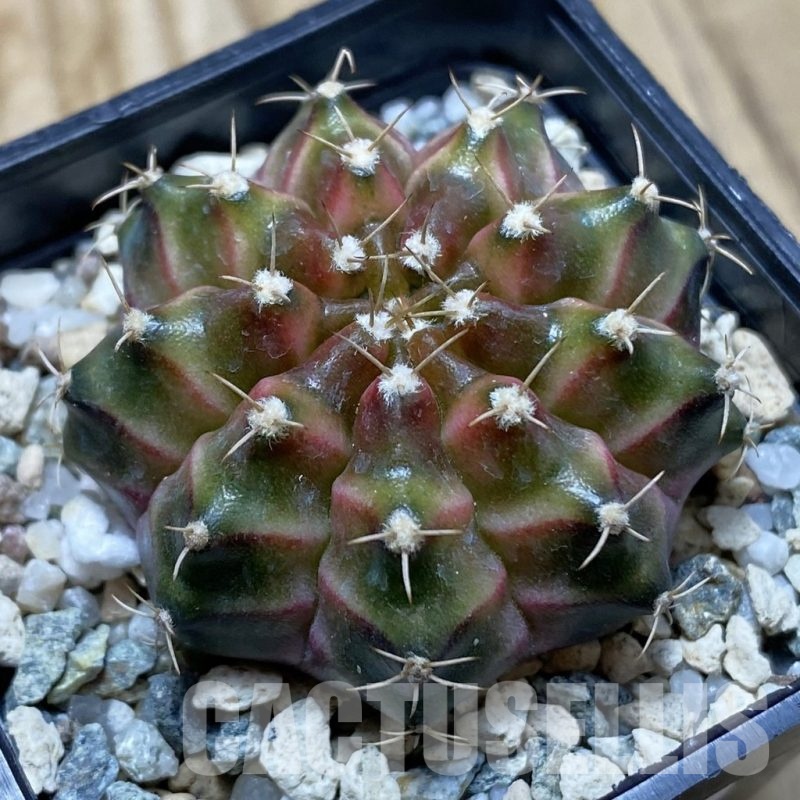 SH22502 Gymnocalycium mihanovichii ‘Neon’ hybrid