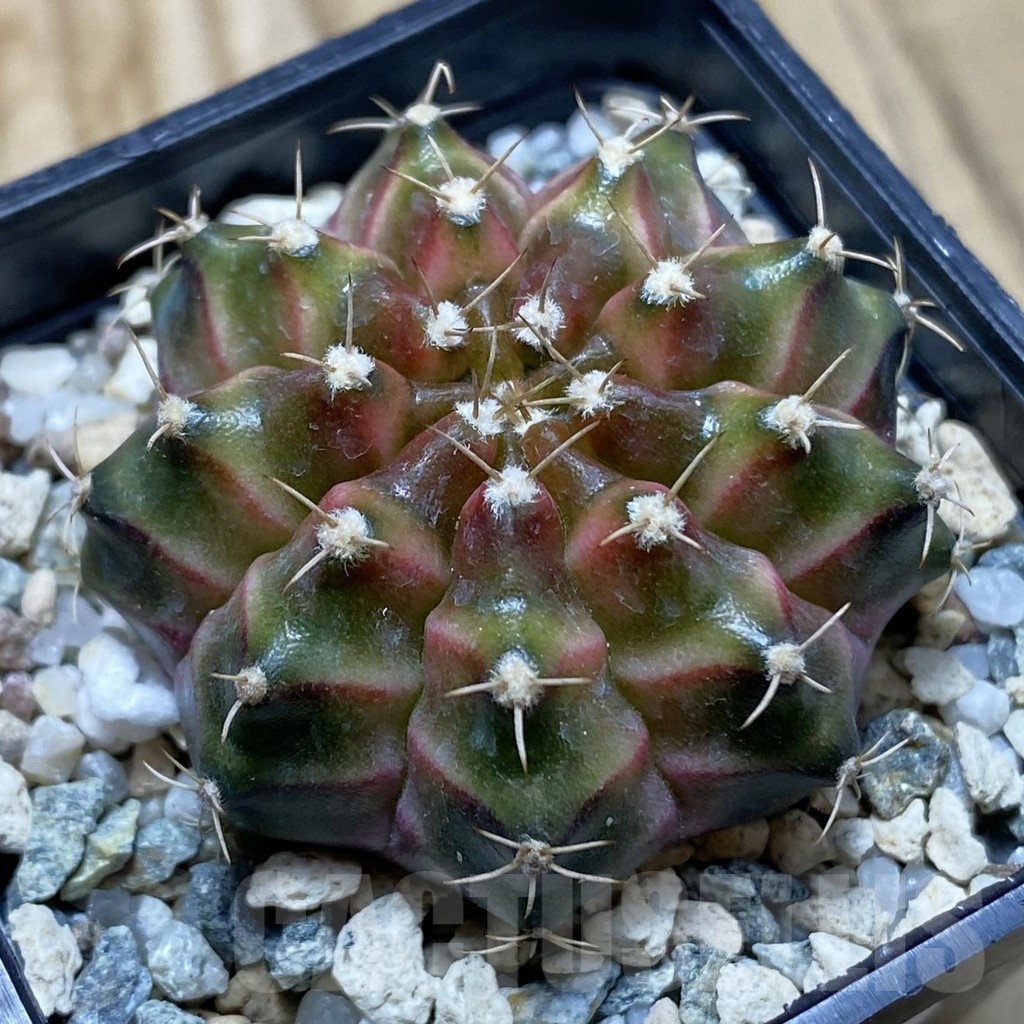 SH22502 Gymnocalycium mihanovichii ‘Neon’ hybrid