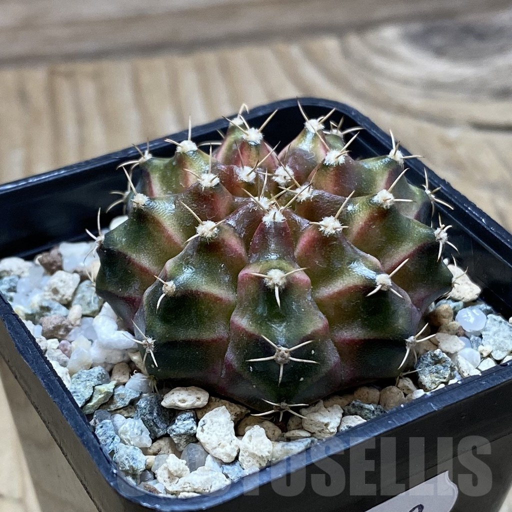 SH22502 Gymnocalycium mihanovichii ‘Neon’ hybrid - 画像 (2)