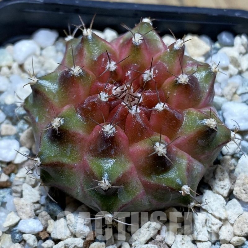 SH22503 Gymnocalycium mihanovichii ‘Neon’ hybrid