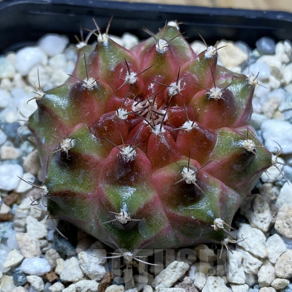 SH22503 Gymnocalycium mihanovichii ‘Neon’ hybrid