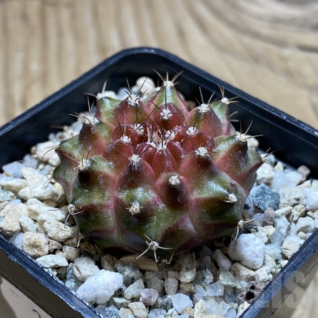SH22503 Gymnocalycium mihanovichii ‘Neon’ hybrid - Obrázek 2