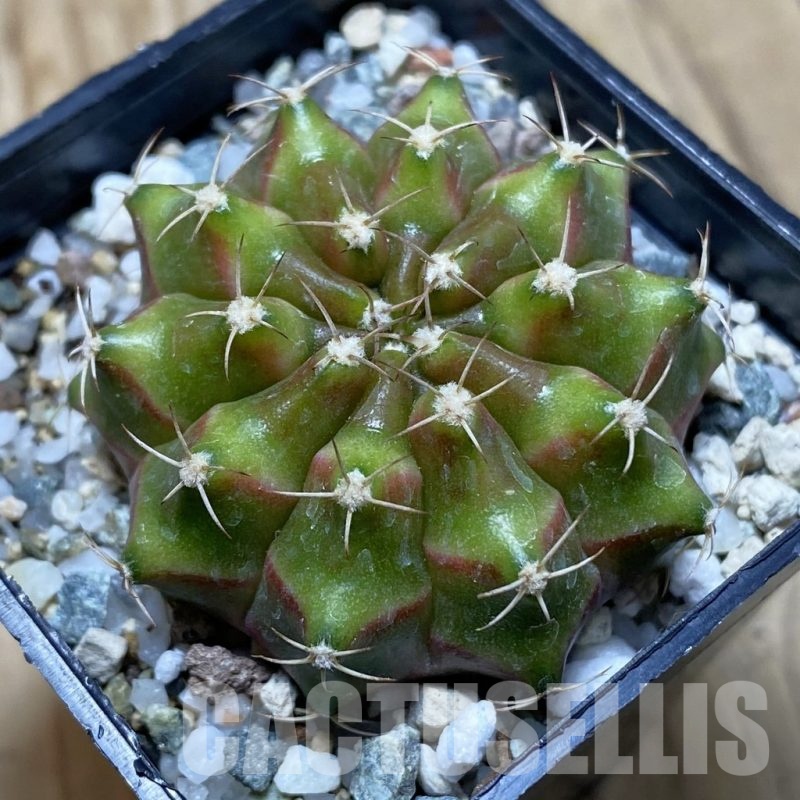 SH22504 Gymnocalycium mihanovichii ‘Neon’ hybrid