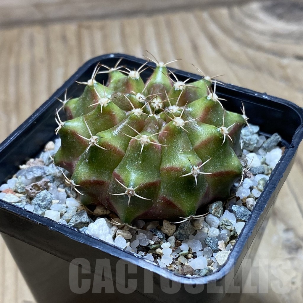 SH22504 Gymnocalycium mihanovichii ‘Neon’ hybrid - Image 2