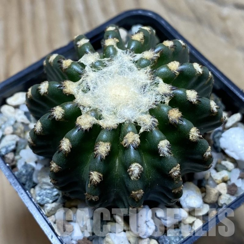 SH22490 Discocactus horstii
