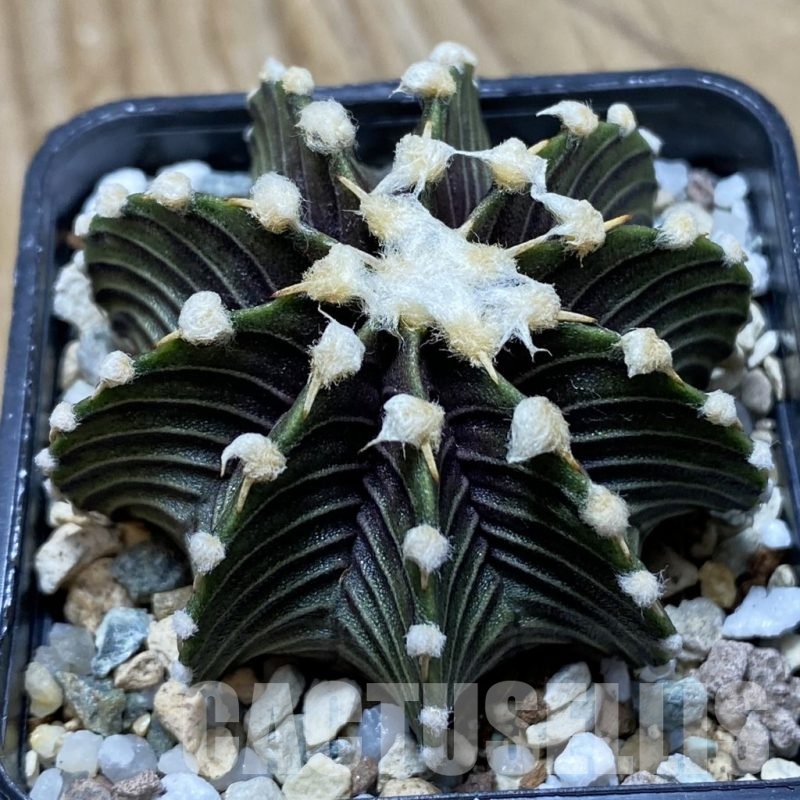 SH22505 Gymnocalycium friedrichii VOS1241