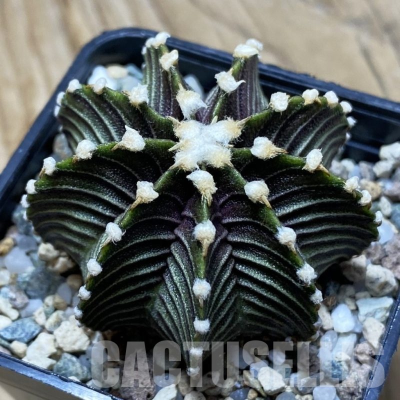 SH22506 Gymnocalycium friedrichii VOS1241