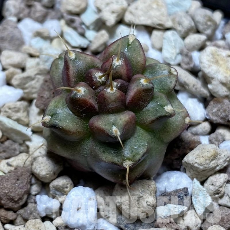 SH22507 Gymnocalycium mihanovichii ‘Transformer’