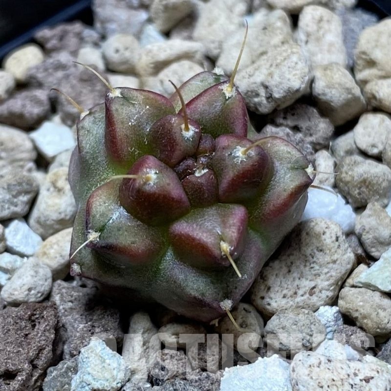 SH22508 Gymnocalycium mihanovichii ‘Transformer’