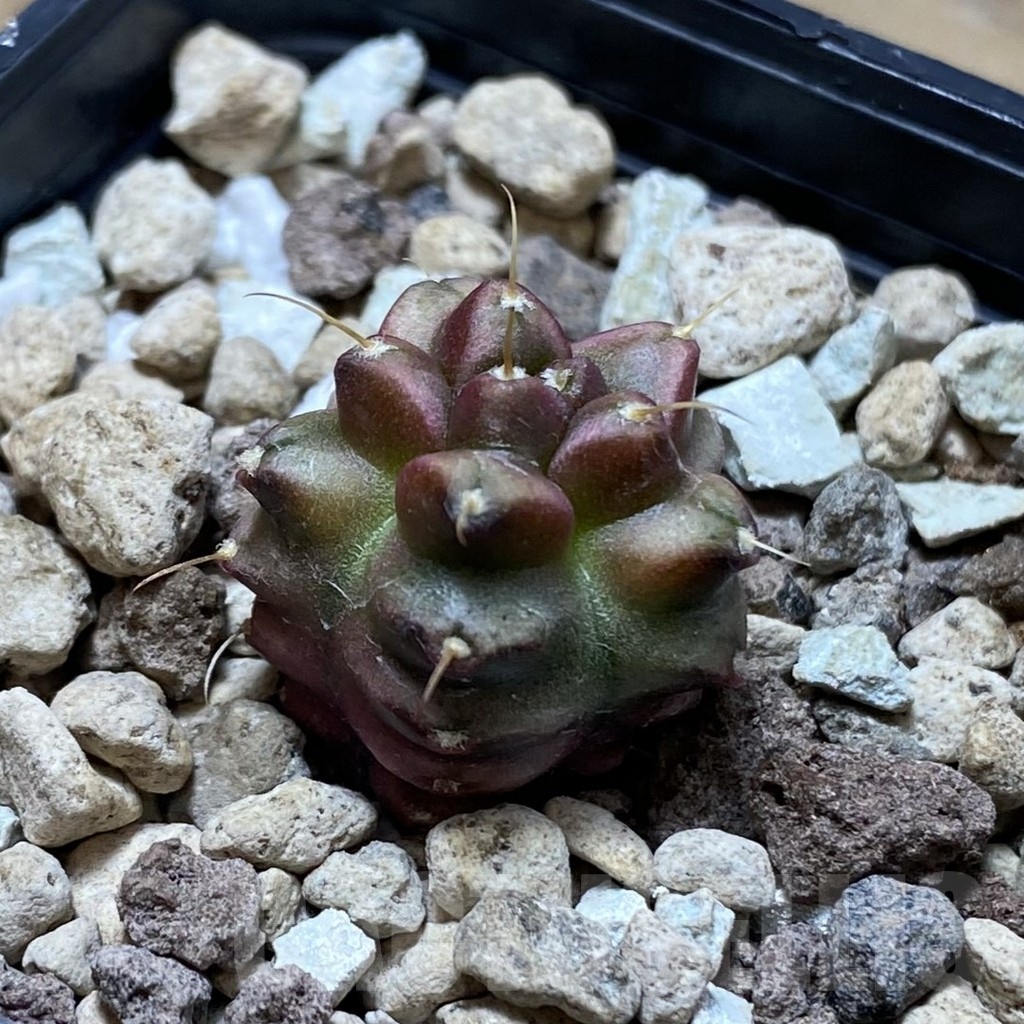 SH22508 Gymnocalycium mihanovichii ‘Transformer’ - Obrázek 2