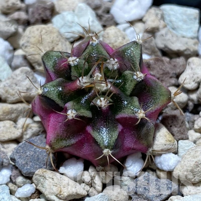 SH22509 Gymnocalycium mihanovichii ‘Bubble Gum’