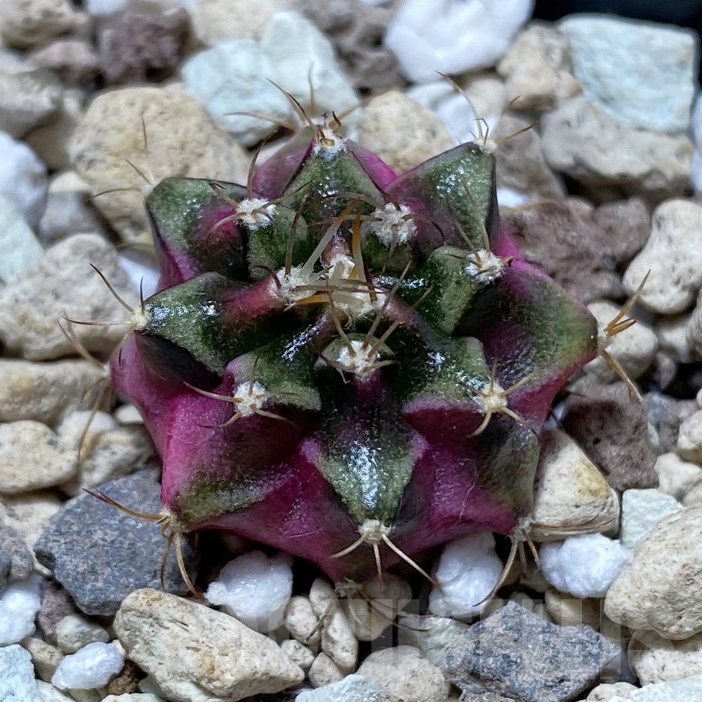 SH22509 Gymnocalycium mihanovichii ‘Bubble Gum’