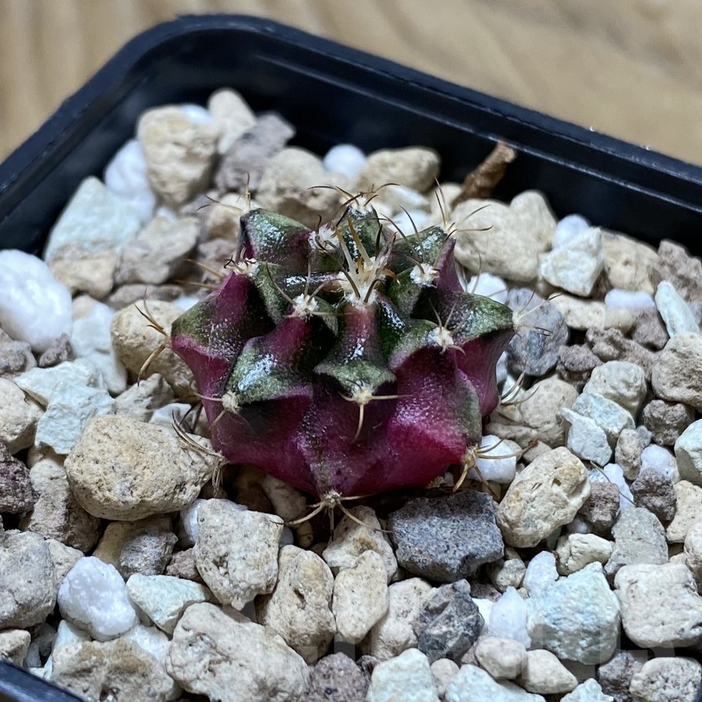 SH22509 Gymnocalycium mihanovichii ‘Bubble Gum’ - Image 2