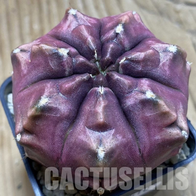 SH22510 Gymnocalycium mihanovichii ‘Day Dream’