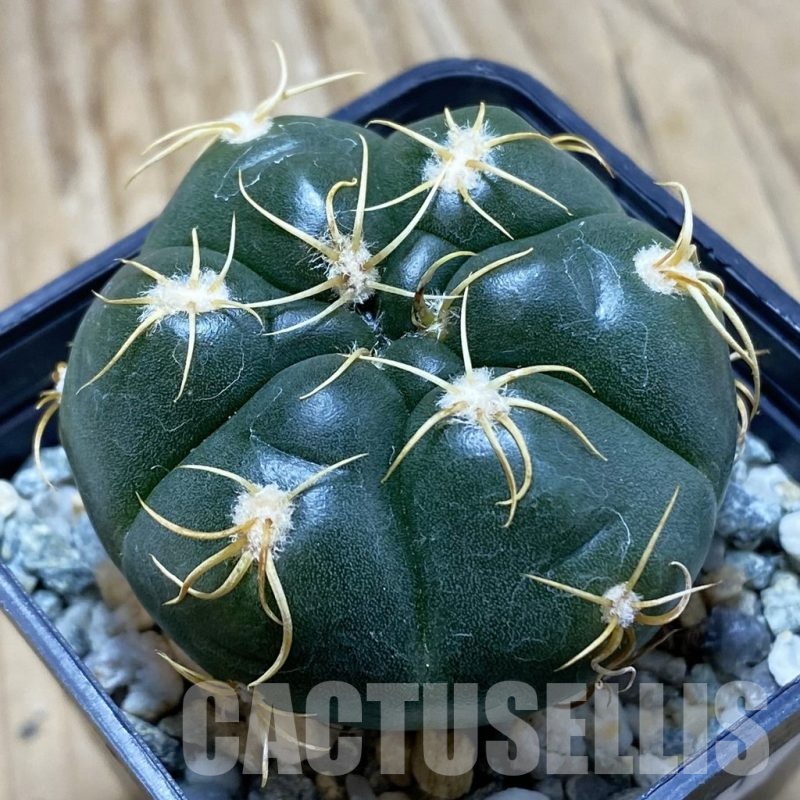 SH22511 Gymnocalycium denudatum ‘Kaiomaru’, seedling -Japan-