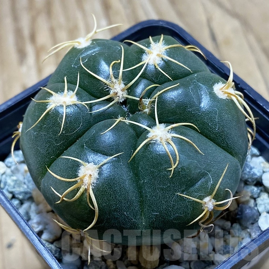 SH22511 Gymnocalycium denudatum ‘Kaiomaru’, seedling -Japan-