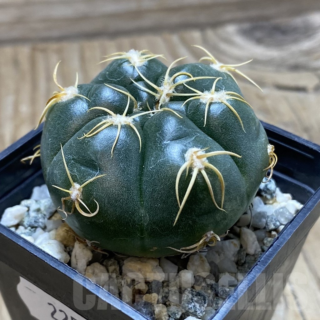 SH22511 Gymnocalycium denudatum ‘Kaiomaru’, seedling -Japan- - Image 2