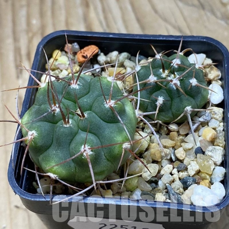 SH22512 Gymnocalycium ferocior x Gymnocalycium ferox v. ferocior, 2 plants