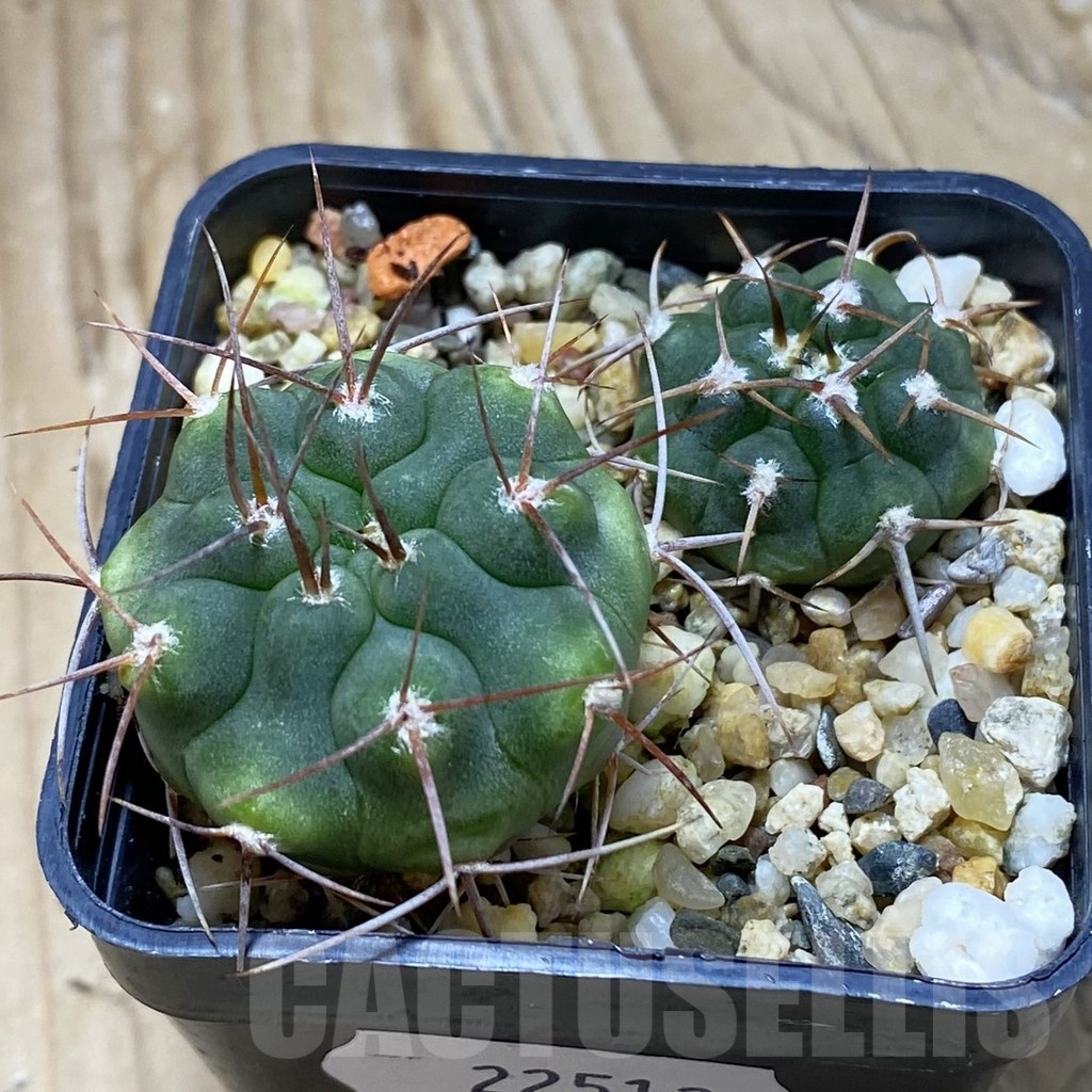 SH22512 Gymnocalycium ferocior x Gymnocalycium ferox v. ferocior, 2 plants