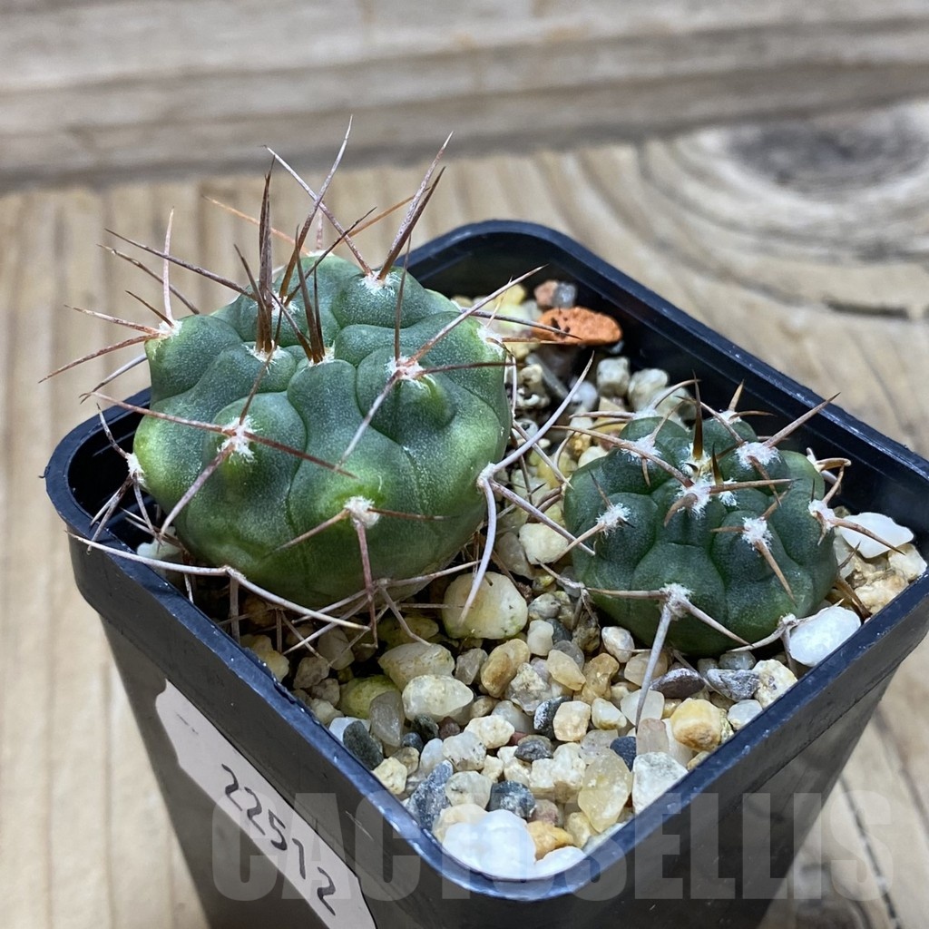 SH22512 Gymnocalycium ferocior x Gymnocalycium ferox v. ferocior, 2 plants - Imagen 2