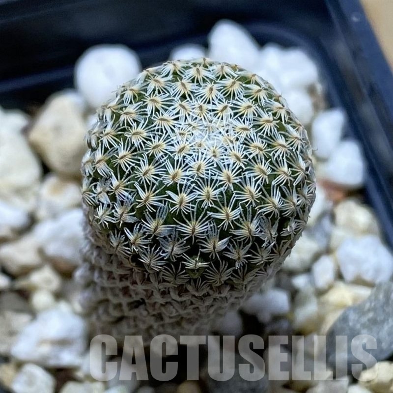 SH22514 Pelecyphora strobiliformis