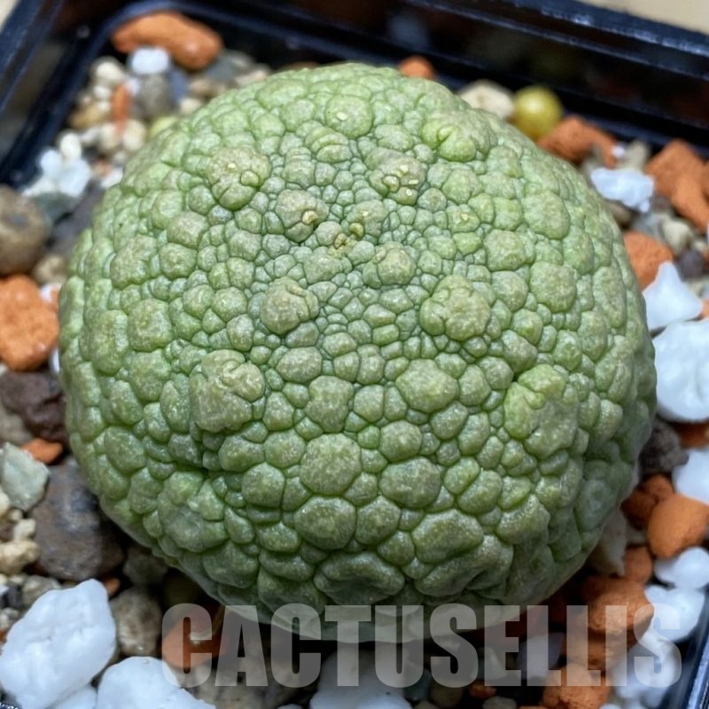 SH22515 Pseudolithos migiurtinus