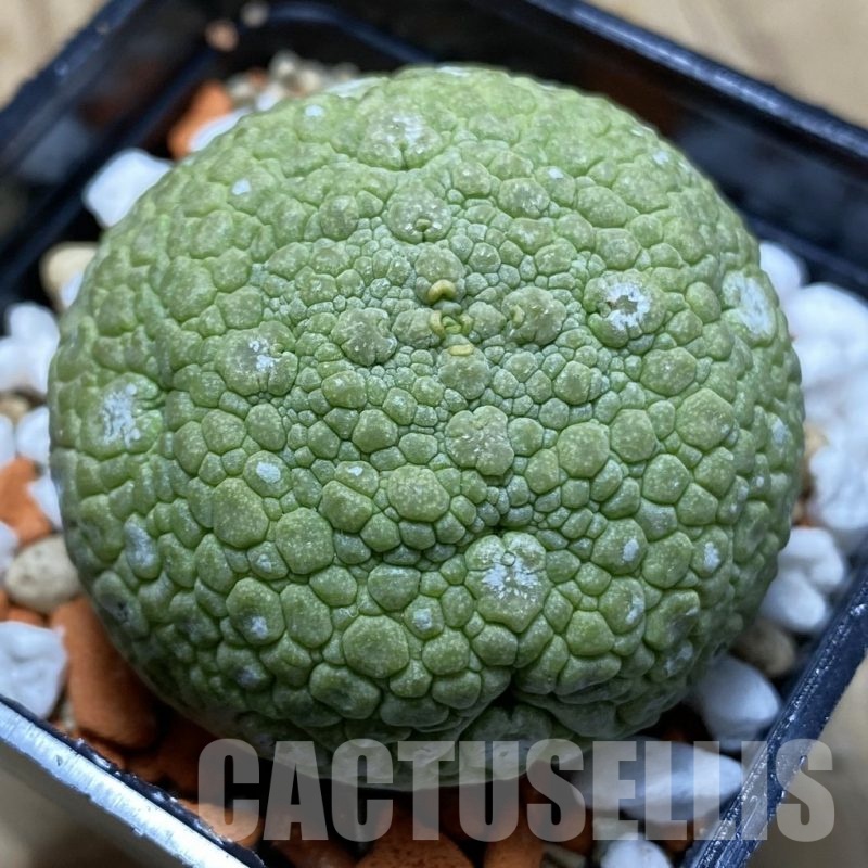 SH22516 Pseudolithos migiurtinus
