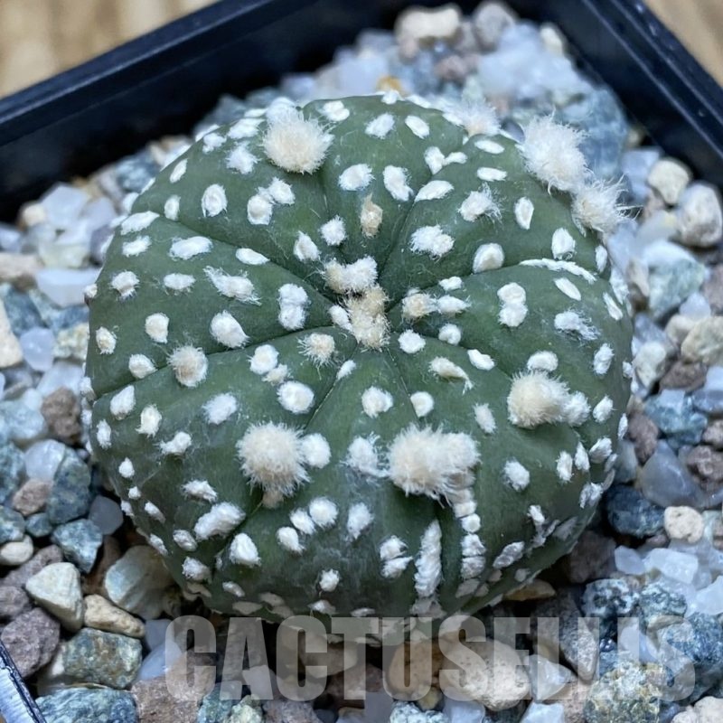 SH22519 Astrophytum asterias ‘Super Kabuto’ hybrid