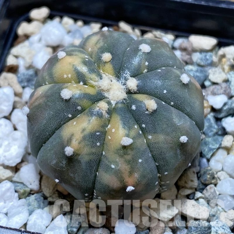 SH22520 Astrophytum asterias ‘Red Purple Skin’ f. variegata