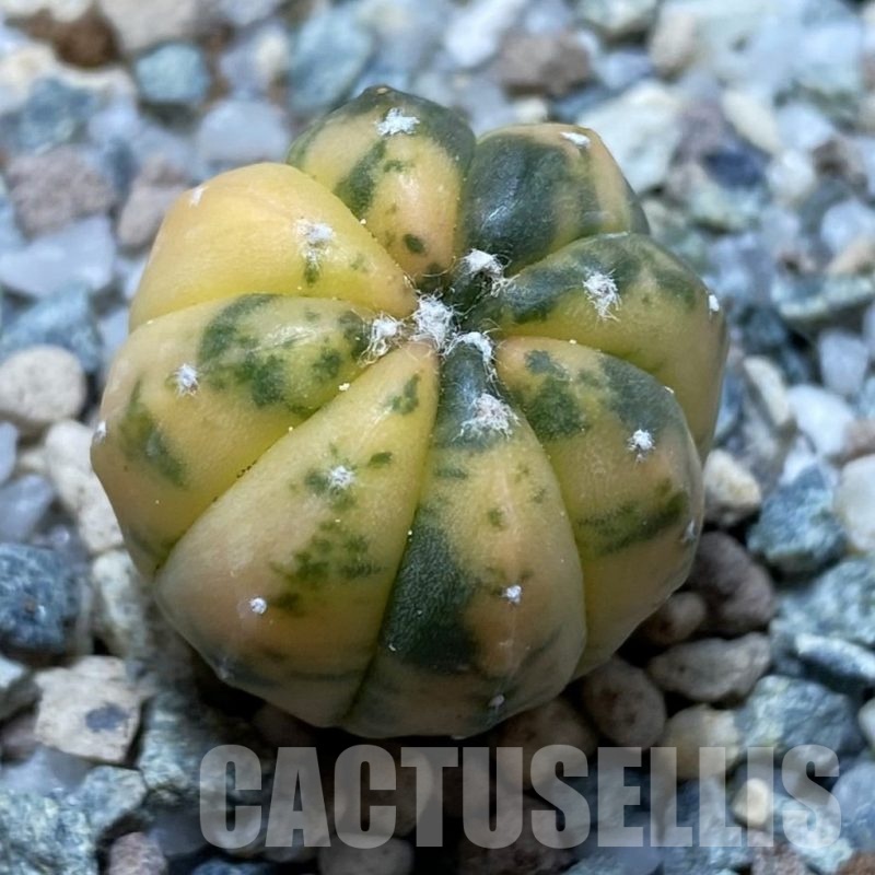 SH22521 Astrophytum asterias ‘Red Purple Skin’ f. variegata