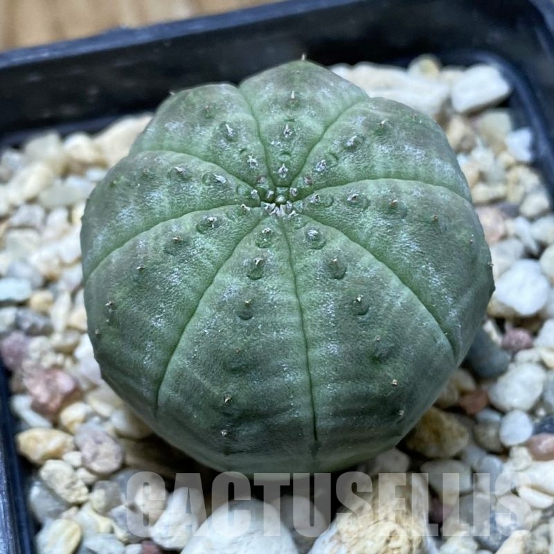 SH22658 Euphorbia obesa
