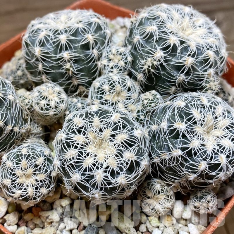 SH22659 Gymnocalycium bruchii v. albispinum, 10 years old