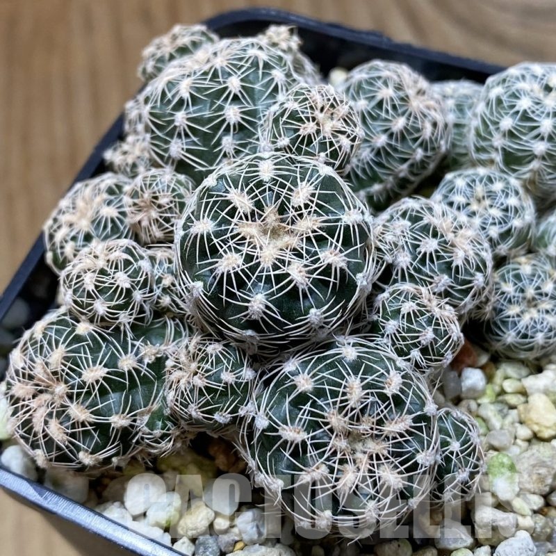 SH22660 Gymnocalycium bruchii v. glaucum, seedling