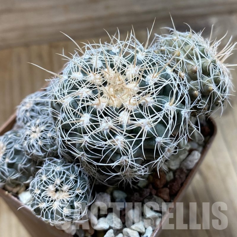 SH22627 Gymnocalycium bruchii ex Bercht 2042, 10 years old