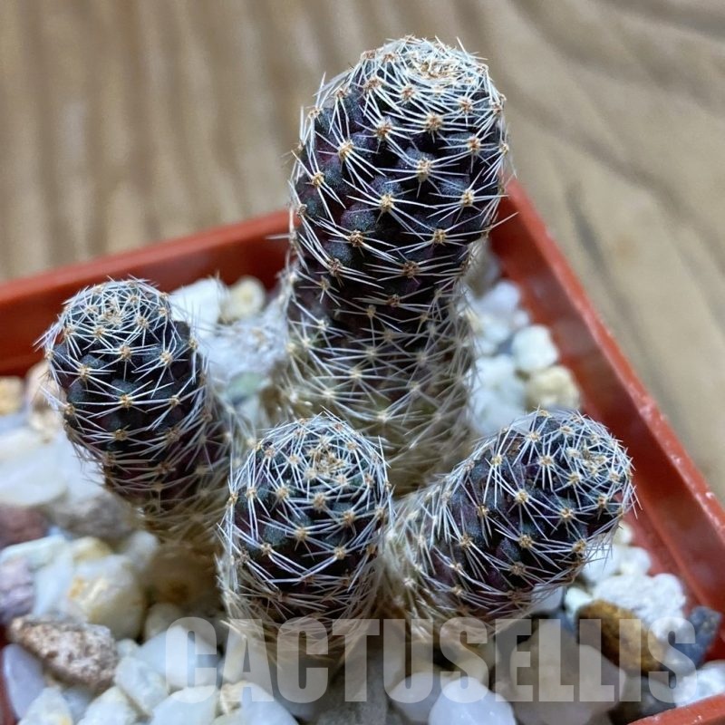 SH22661 Mediolobivia hybrid