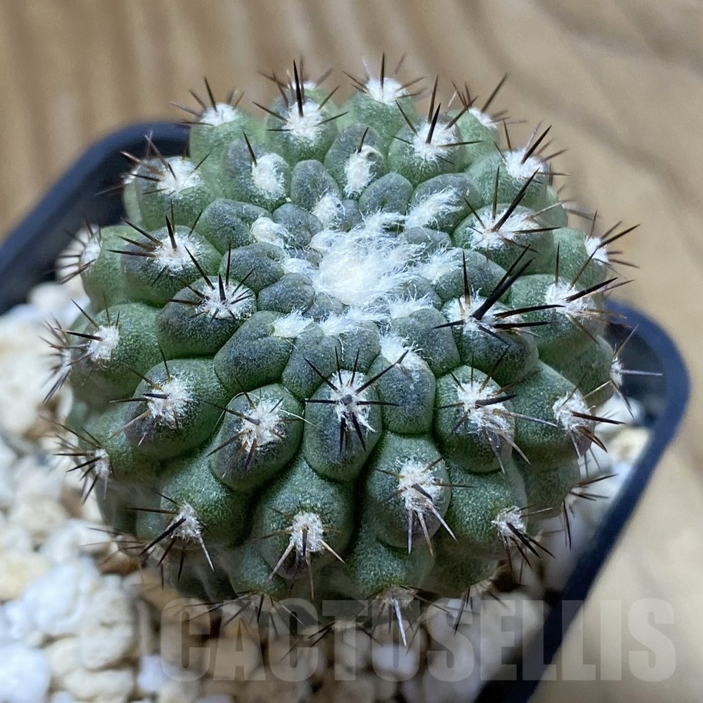 SH22662 Erioyce deherdtiana