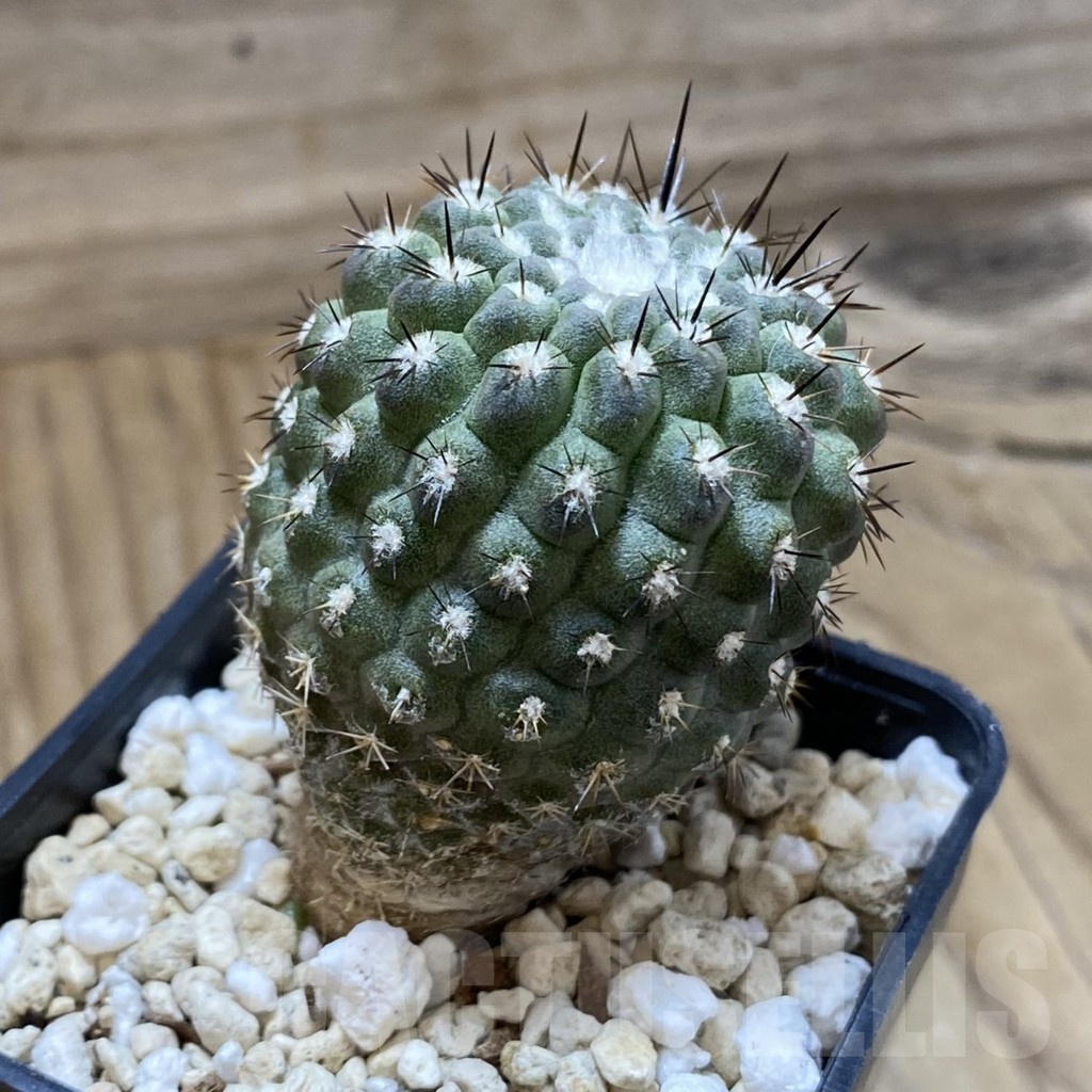 SH22662 Erioyce deherdtiana - Image 2