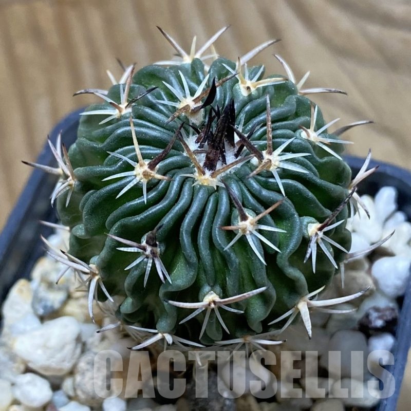 SH22665 Echinofossulocactus sp. CB 011075