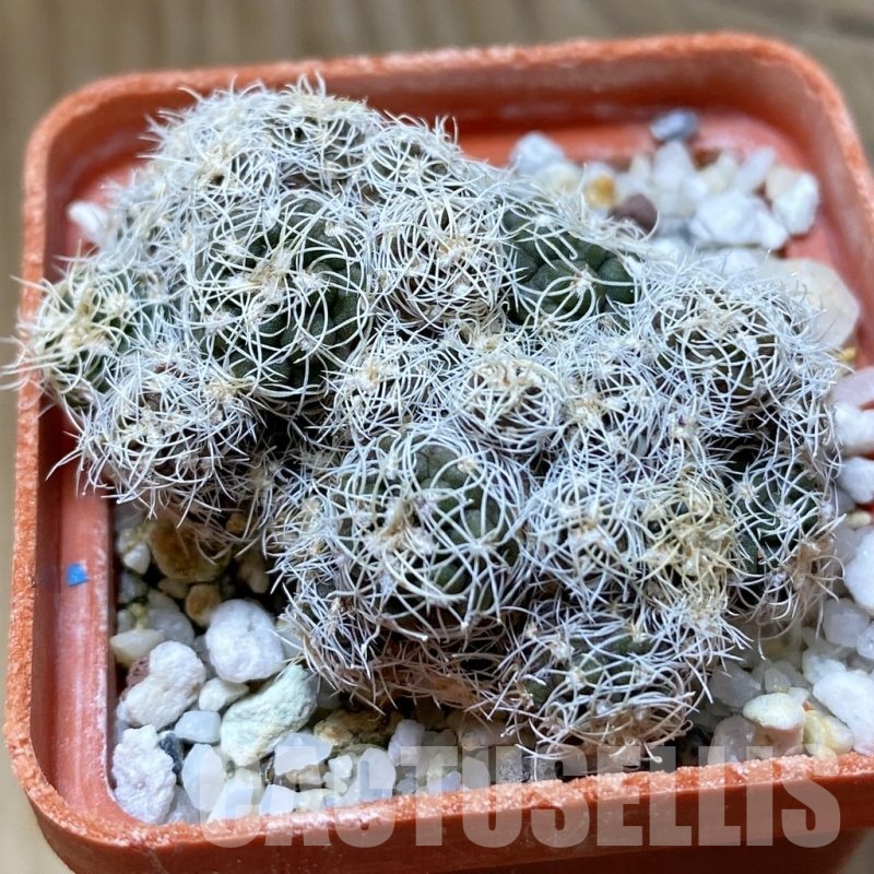 SH22666 Gymnocalycium bruchii -Villa Carmen-