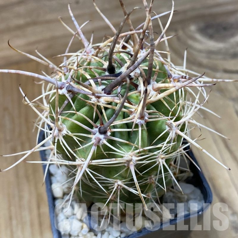 SH22667 Lobivia ferox