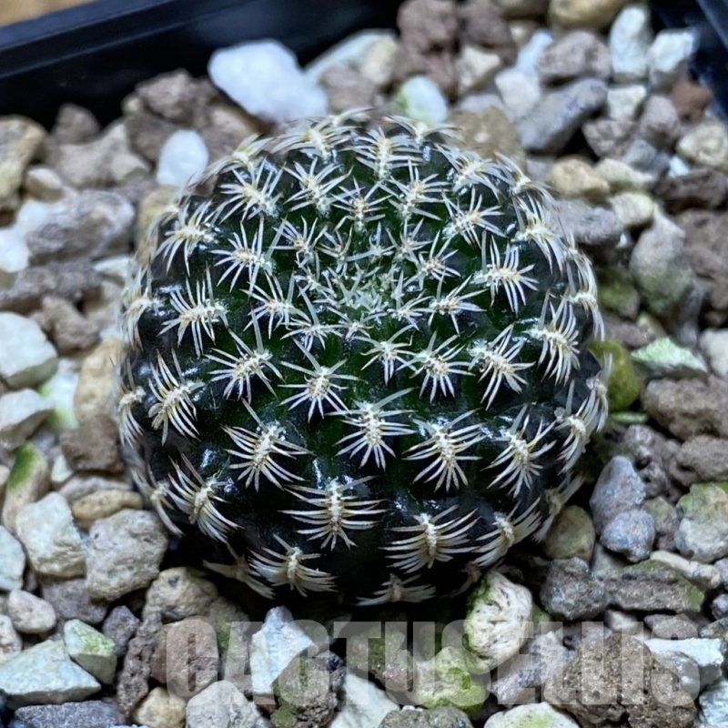 SH22670 Sulcorebutia augustinii LH 1721