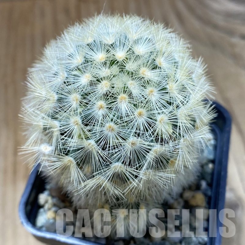 SH22628 Mammillaria carmenae hybrid