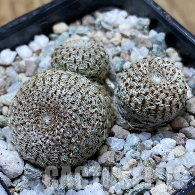 SH22671 Rebutia heliosa