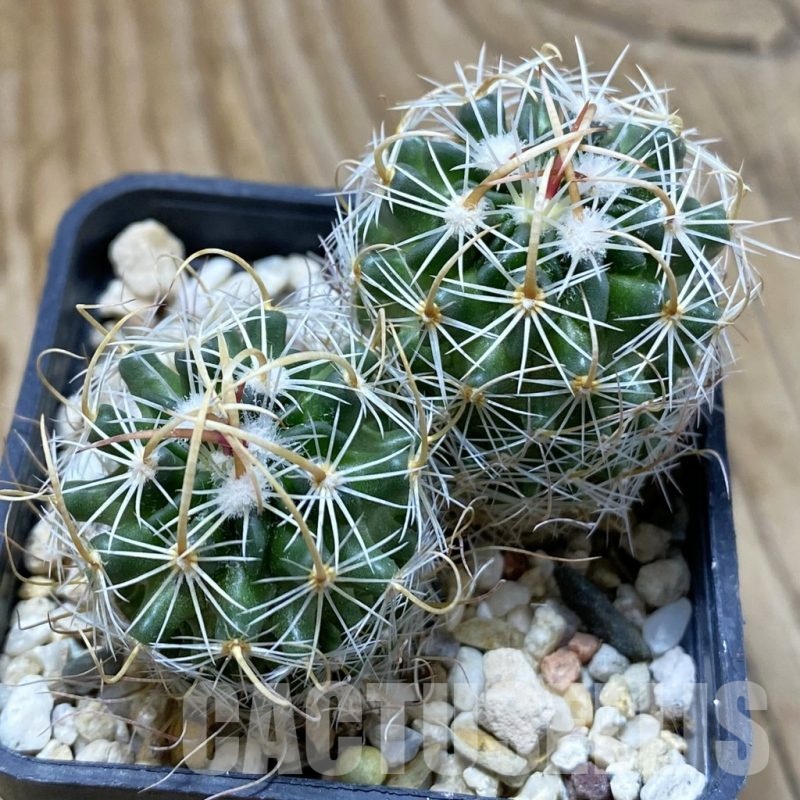 SH22673 Echinofossulocactus arrigens, 2 plants