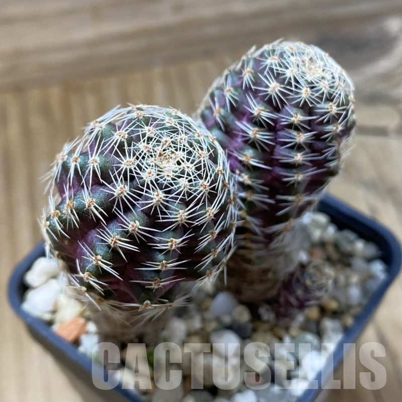 SH22674 Mediolobivia pygmaea, 2 plants